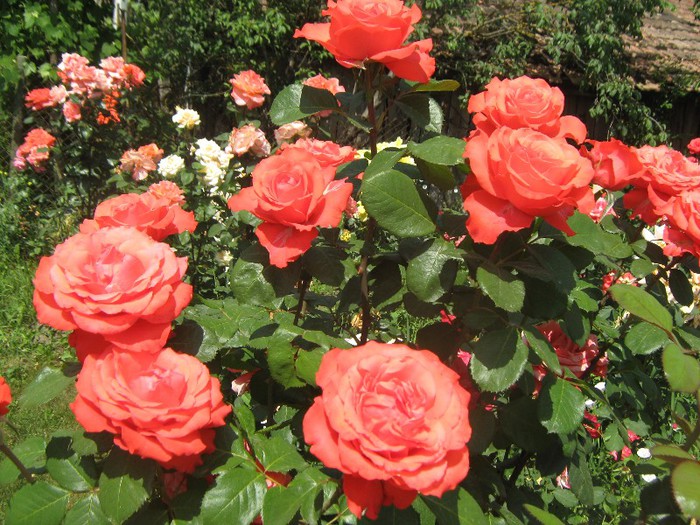 IMG_1606 - trandafiri 2012