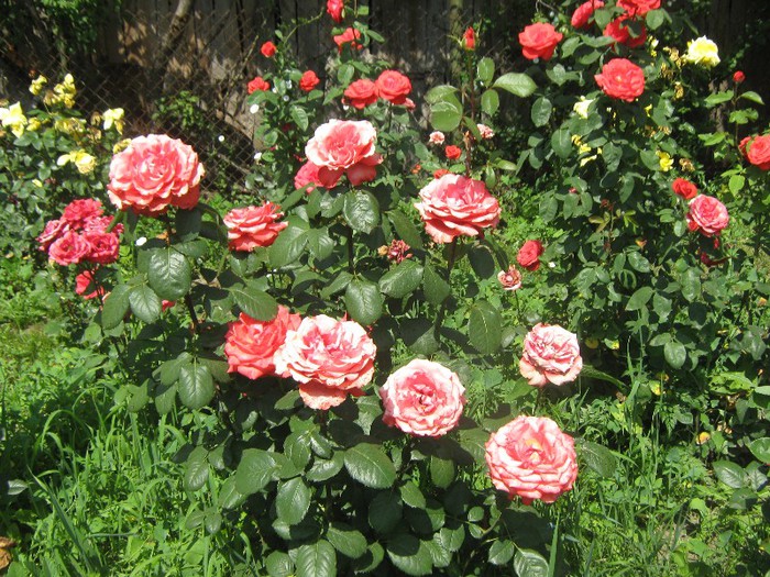 IMG_1607 - trandafiri 2012