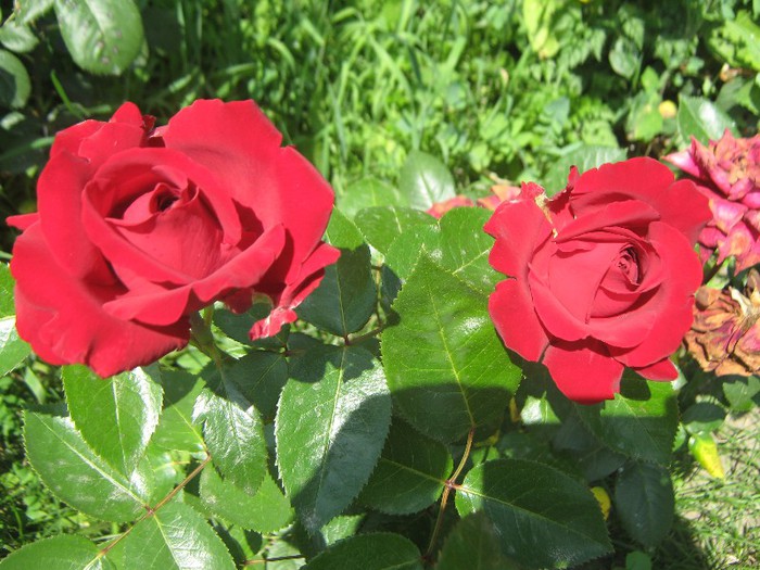 IMG_1608 - trandafiri 2012