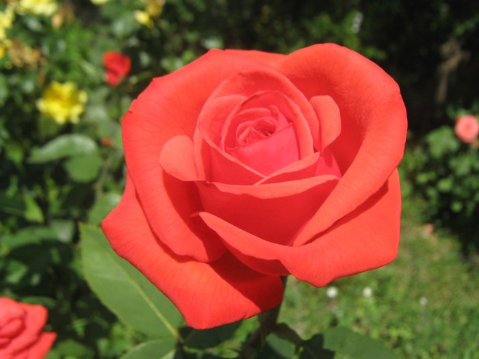 IMG_1609 - trandafiri 2012