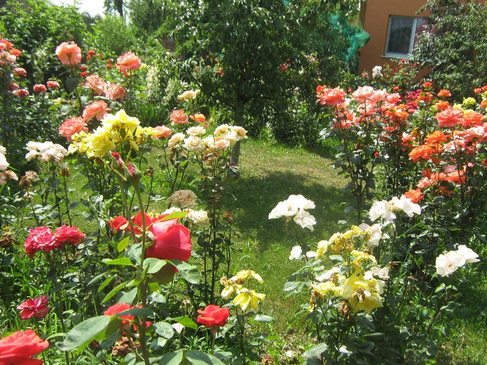 IMG_1610 - trandafiri 2012