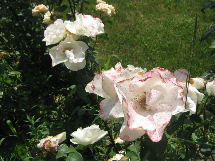 IMG_1611 - trandafiri 2012