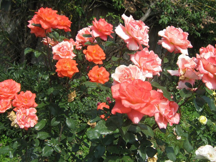IMG_1613 - trandafiri 2012