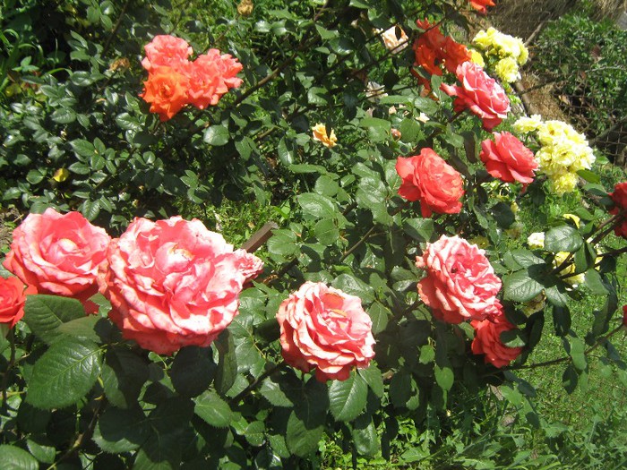 IMG_1614 - trandafiri 2012