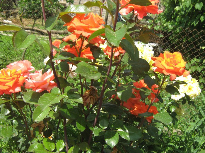 IMG_1615 - trandafiri 2012