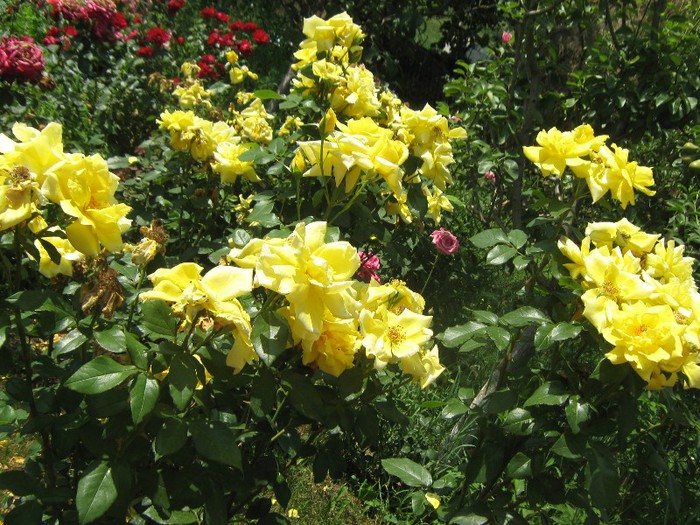 IMG_1616 - trandafiri 2012