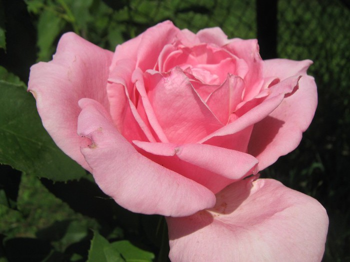 IMG_1617 - trandafiri 2012