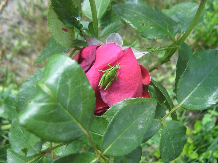 IMG_1618 - trandafiri 2012