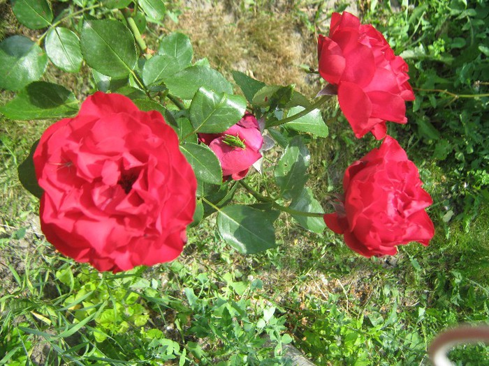 IMG_1619 - trandafiri 2012