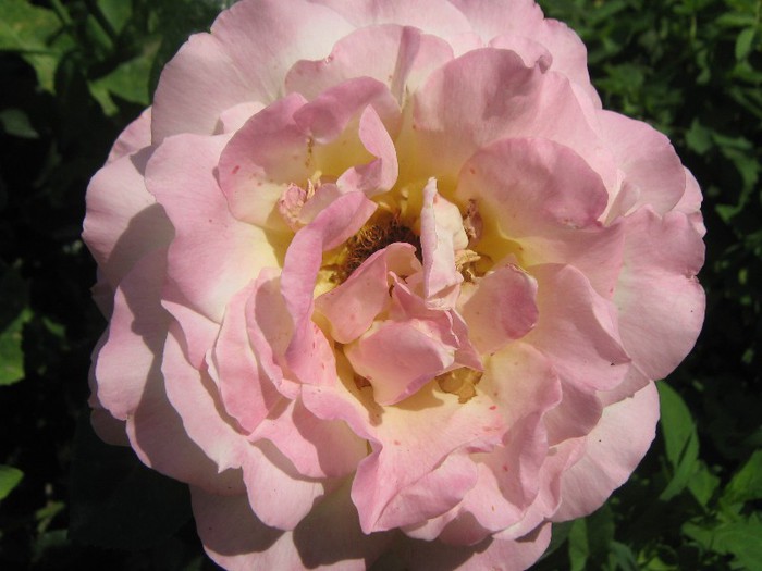 IMG_1620 - trandafiri 2012