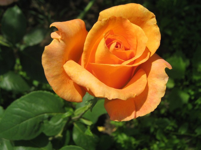 IMG_1621 - trandafiri 2012