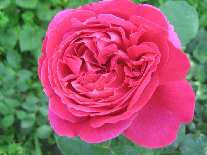 IMG_1622 - trandafiri 2012