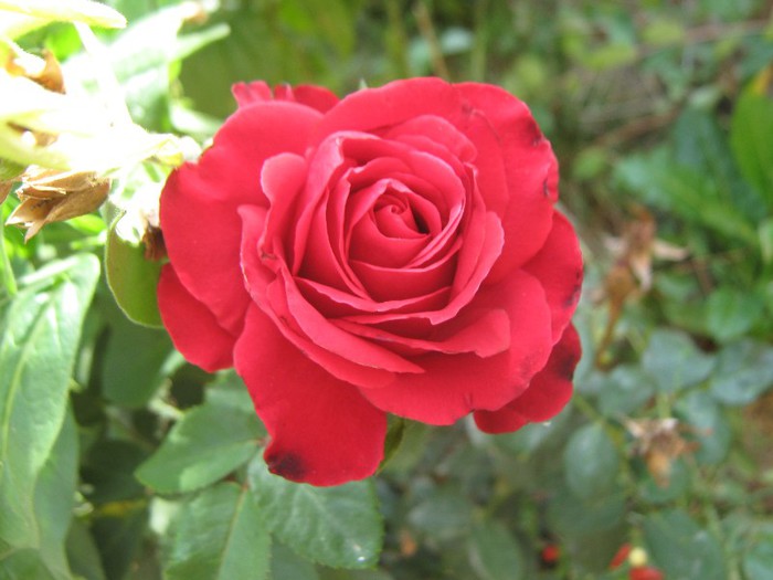 IMG_1804 - trandafiri 2012