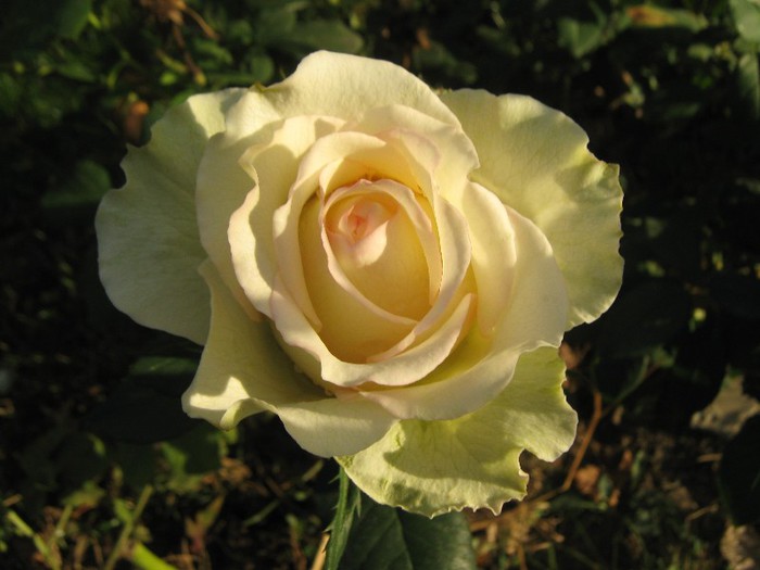 IMG_1888 - trandafiri 2012