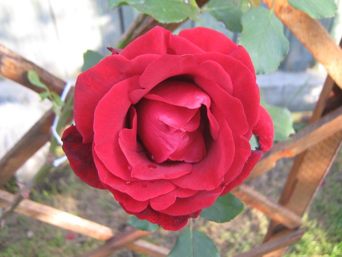 IMG_1891 - trandafiri 2012