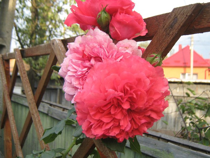 IMG_1892 - trandafiri 2012