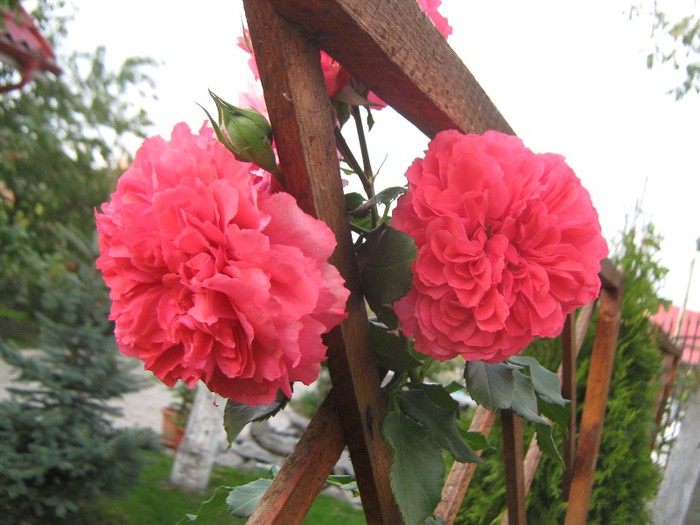 IMG_1893 - trandafiri 2012