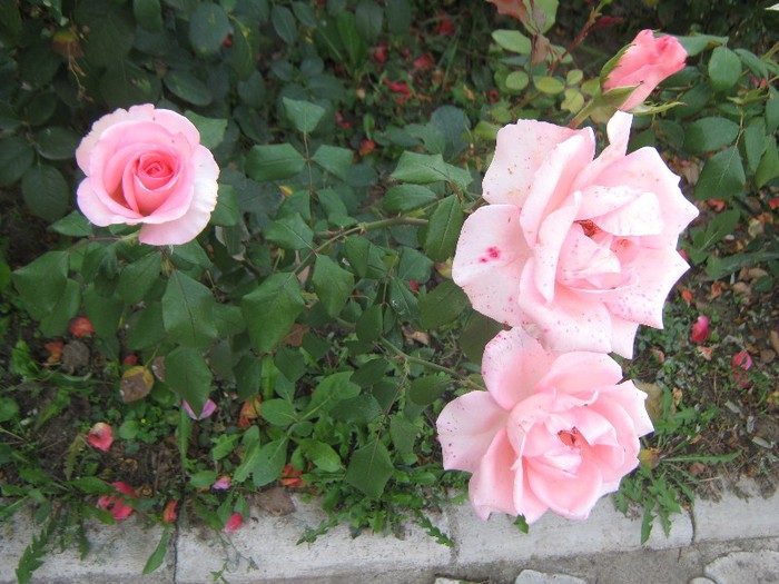 IMG_1895 - trandafiri 2012