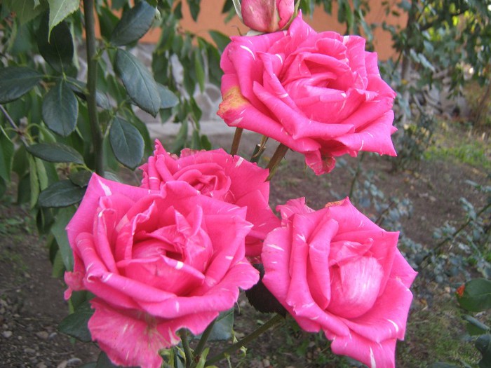 IMG_1896 - trandafiri 2012