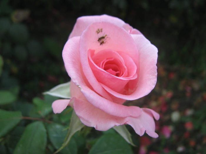 IMG_1897 - trandafiri 2012