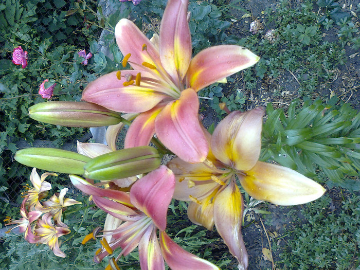 Fotografie0192 - CRINI