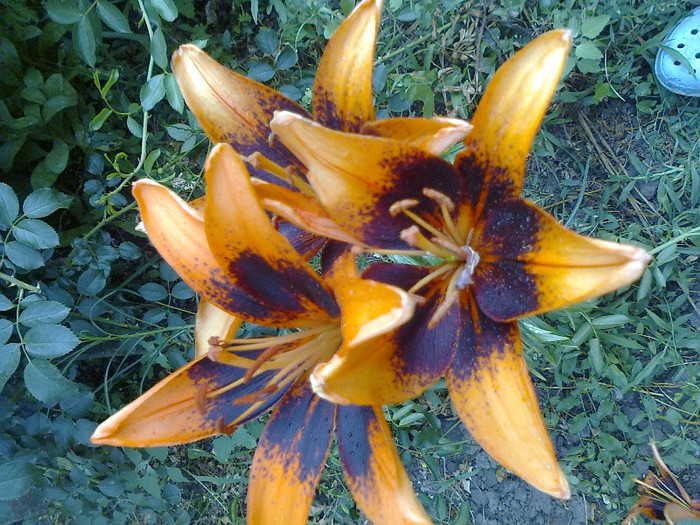 Fotografie0195 - CRINI