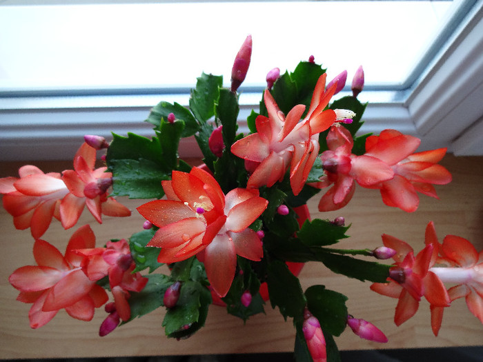 DSC00508 - Schlumbergera russelliana