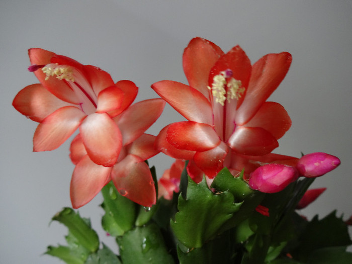 DSC00509 - Schlumbergera russelliana