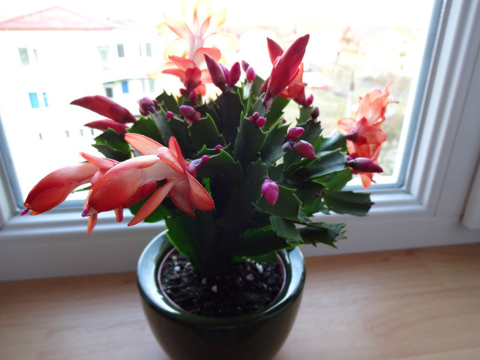 DSC00511 - Schlumbergera russelliana
