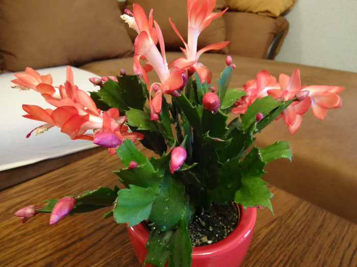 DSC00514 - Schlumbergera russelliana