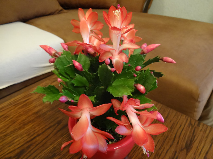 DSC00516 - Schlumbergera russelliana