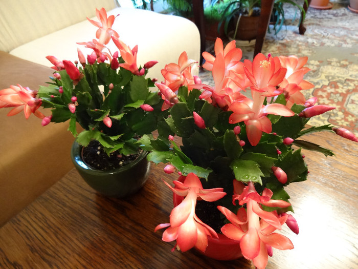 DSC00522 - Schlumbergera russelliana