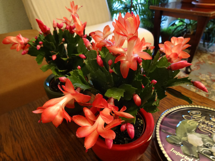 DSC00523 - Schlumbergera russelliana