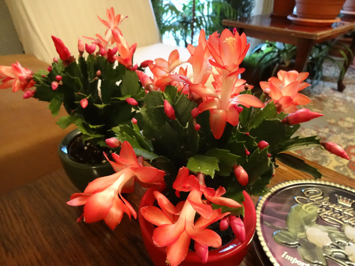 DSC00524 - Schlumbergera russelliana