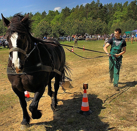 102974IMG[1] - Cai de tractiune si frumusete