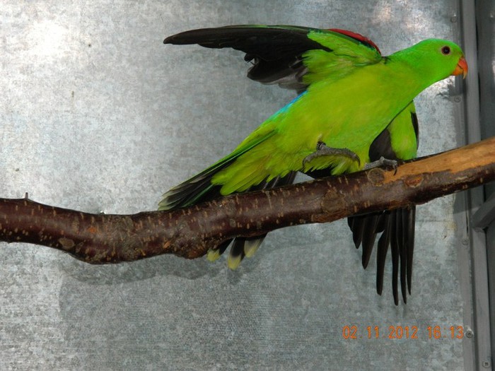 pasari noiembrie 2012 020 - Copy - Copy