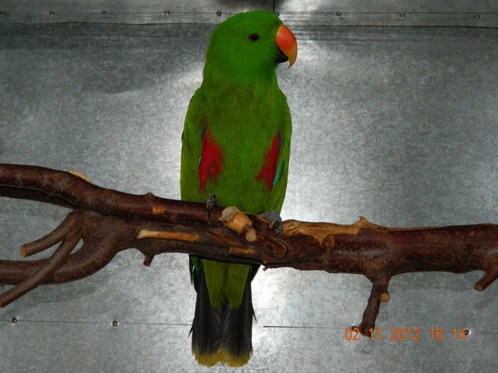 pasari noiembrie 2012 025 - Copy - Copy