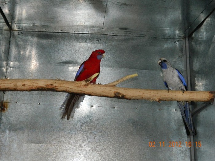 pasari noiembrie 2012 029 - Copy - Copy