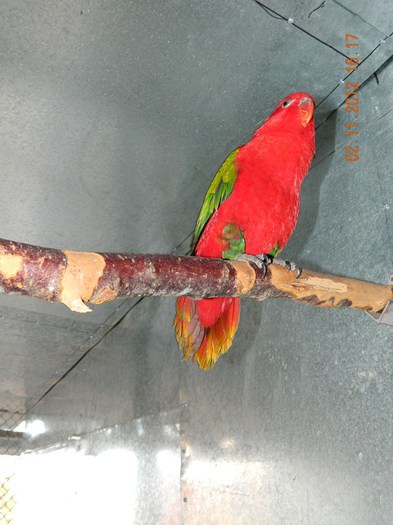 pasari noiembrie 2012 040 - Copy - Copy