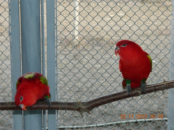 pasari noiembrie 2012 042 - Copy - Copy