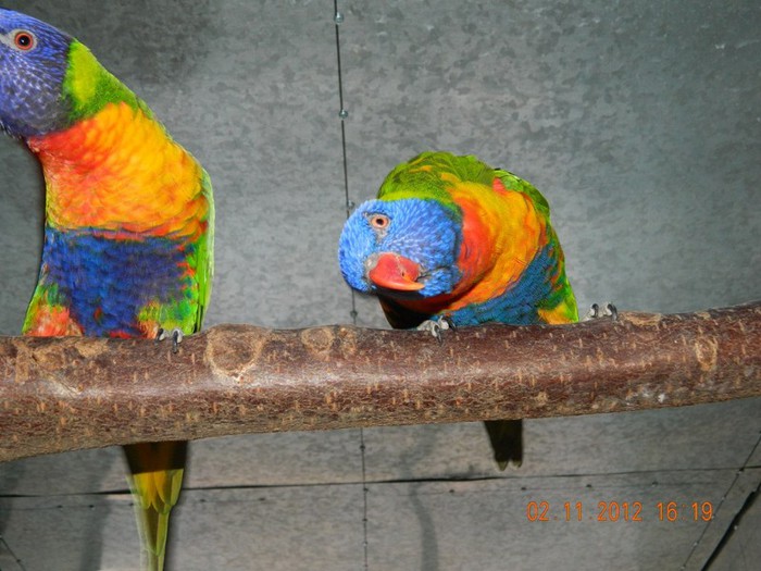 pasari noiembrie 2012 046 - Copy - Copy