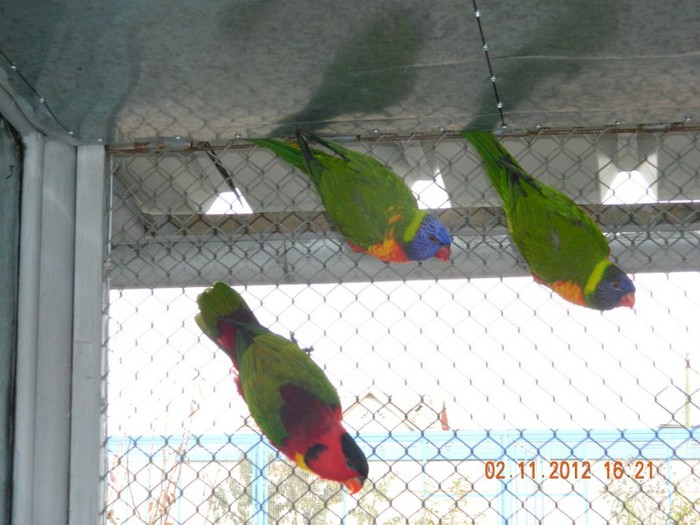 pasari noiembrie 2012 057 - Copy - Copy