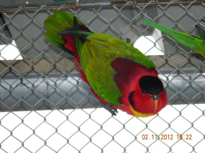 pasari noiembrie 2012 060 - Copy - Copy