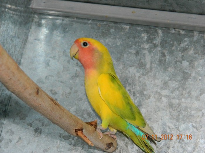 pasari noiembrie 2012 143 - Copy