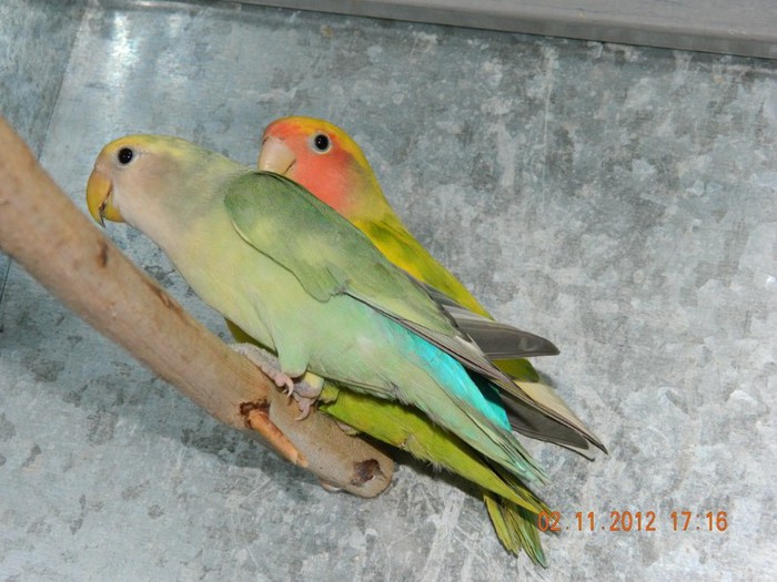 pasari noiembrie 2012 144 - Copy