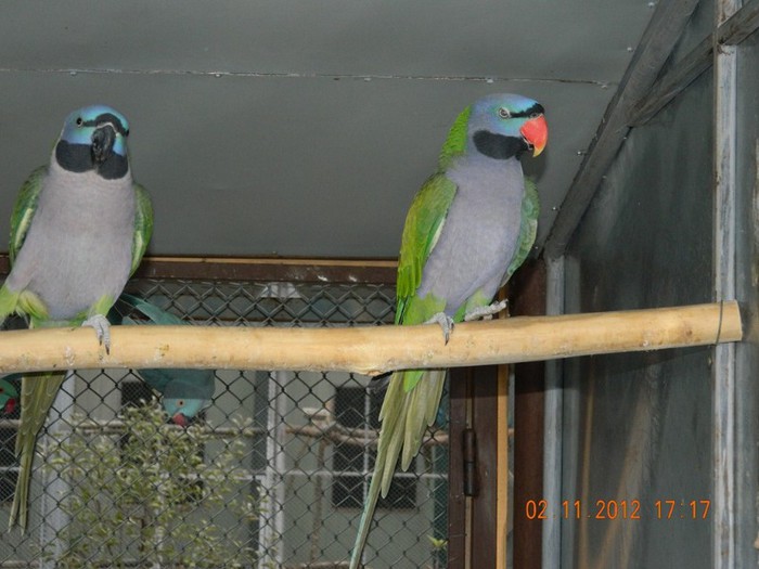 pasari noiembrie 2012 148 - Copy