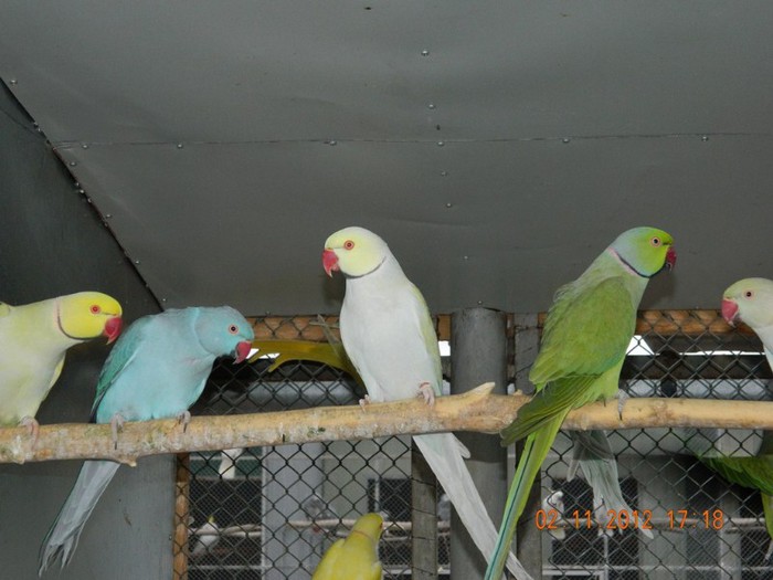 pasari noiembrie 2012 150