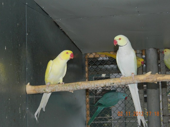 pasari noiembrie 2012 151