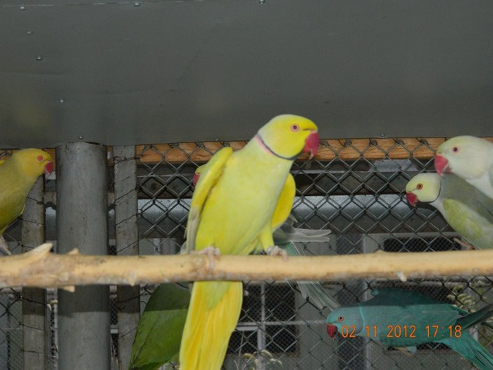 pasari noiembrie 2012 152