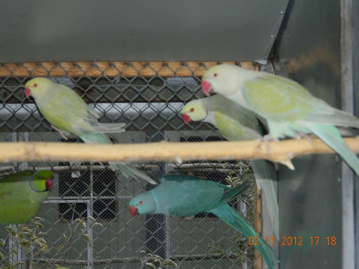 pasari noiembrie 2012 153